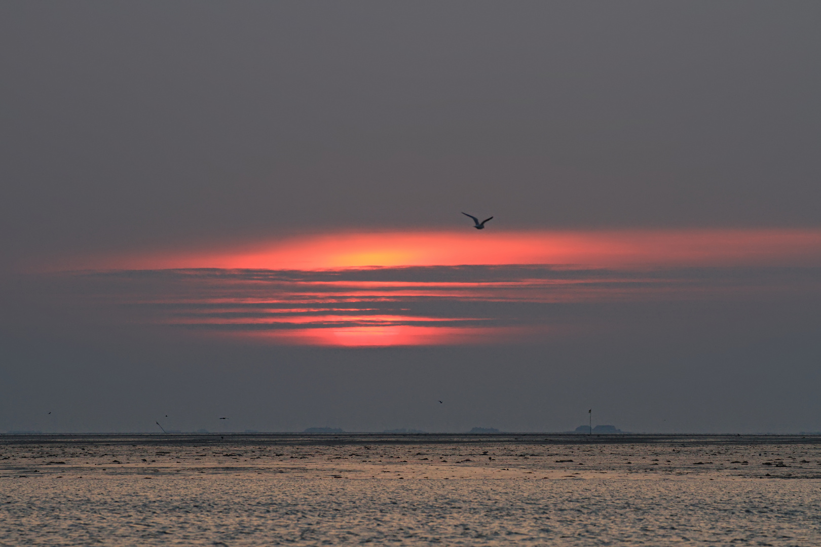 Sonnenaufgang über Langeneß