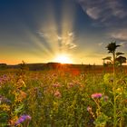 Sonnenaufgang über Langenstriegis