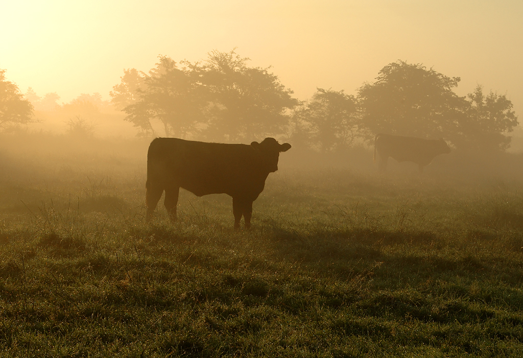 Sonnenaufgang über Norstedt/Norstfriesland