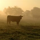 Sonnenaufgang über Norstedt/Norstfriesland