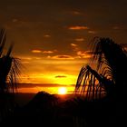 Sonnenaufgang über Palmen, Madeira