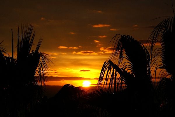 Sonnenaufgang über Palmen, Madeira