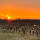 Sonnenaufgang über Rheinhessen