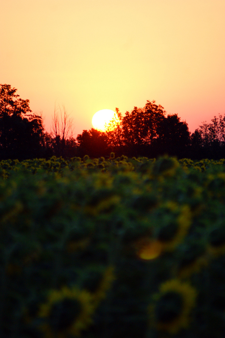 Sonnenaufgang über Sonnenblumenfeld