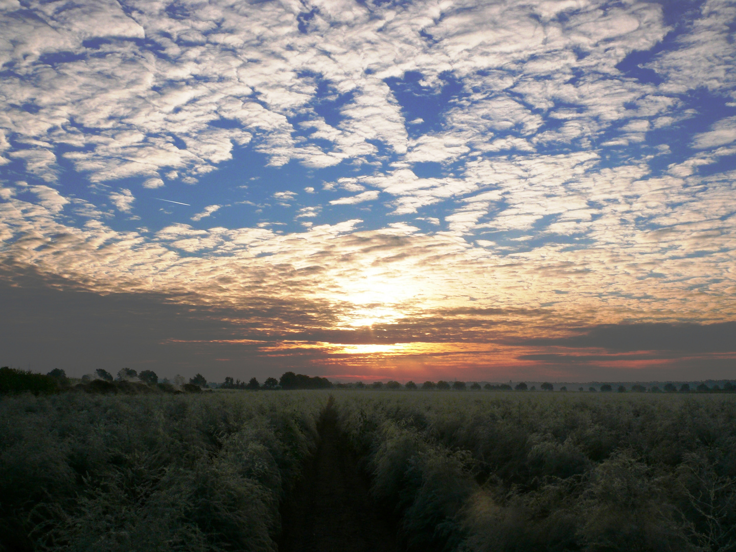 Sonnenaufgang über Spargelacker