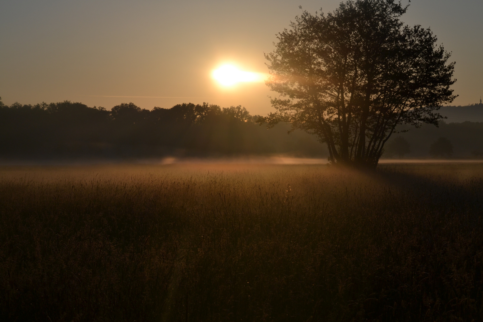 Sonnenaufgang über Wiesenlandschaft