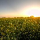 Sonnenaufgang überm Raps