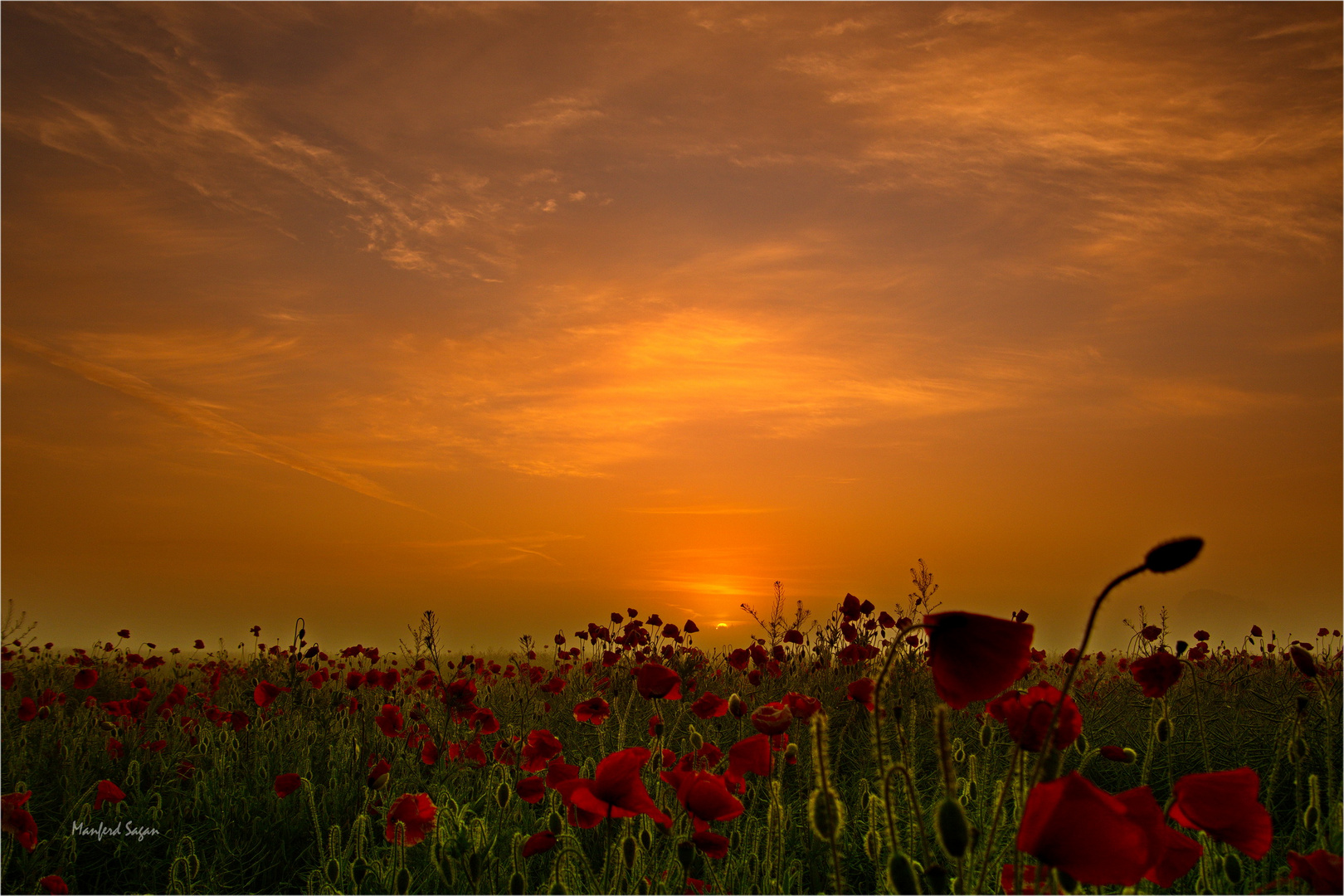 Sonnenaufgang übern Mohnblumenfeld auf der Insel Rügen