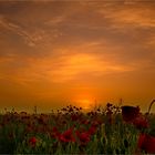 Sonnenaufgang übern Mohnblumenfeld auf der Insel Rügen