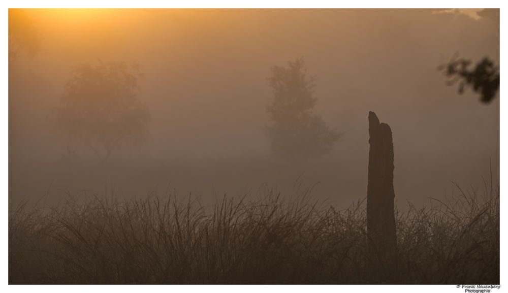 *** Sonnenaufgang und Nebelschwaden *** 