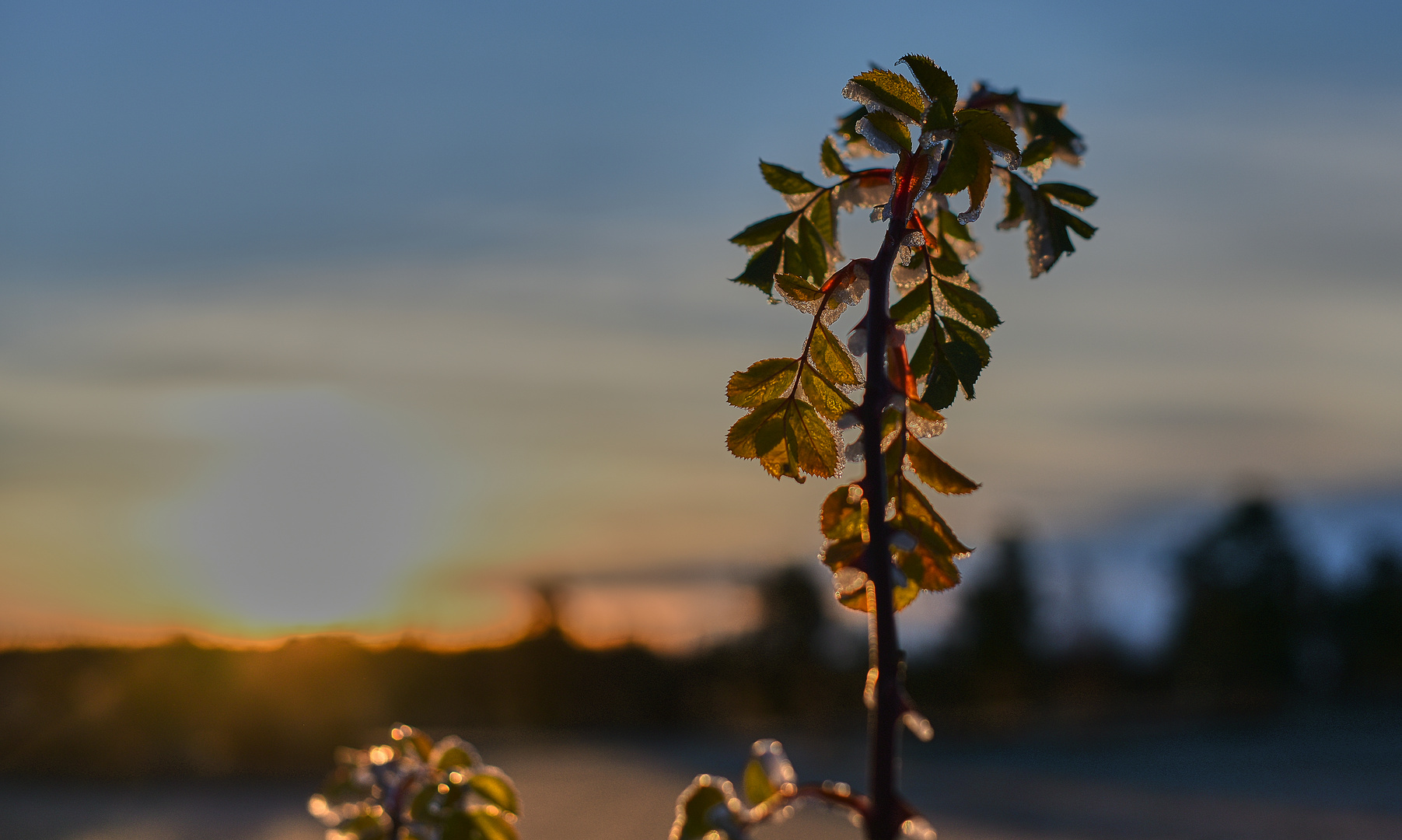 Sonnenaufgang und Raureif