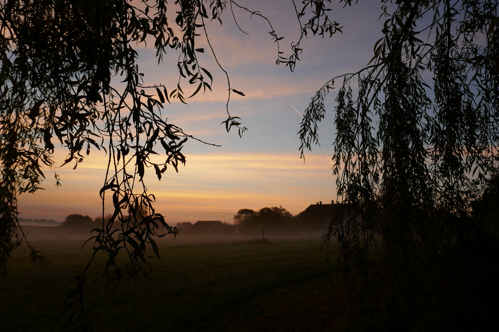 Sonnenaufgang unter der Trauerweide