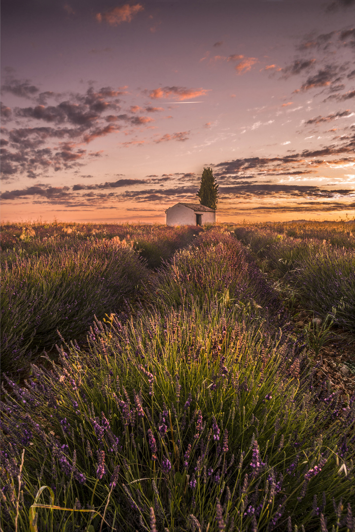 Sonnenaufgang Valensole, Frankreich