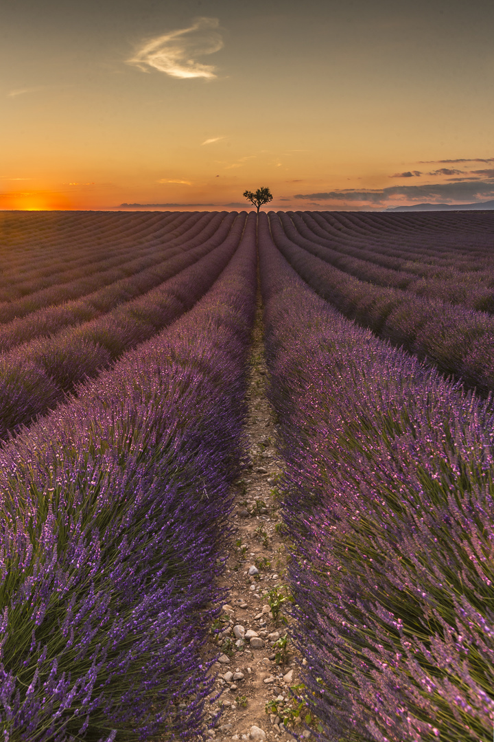 Sonnenaufgang Valensole, Frankreich