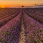 Sonnenaufgang Valensole, Frankreich