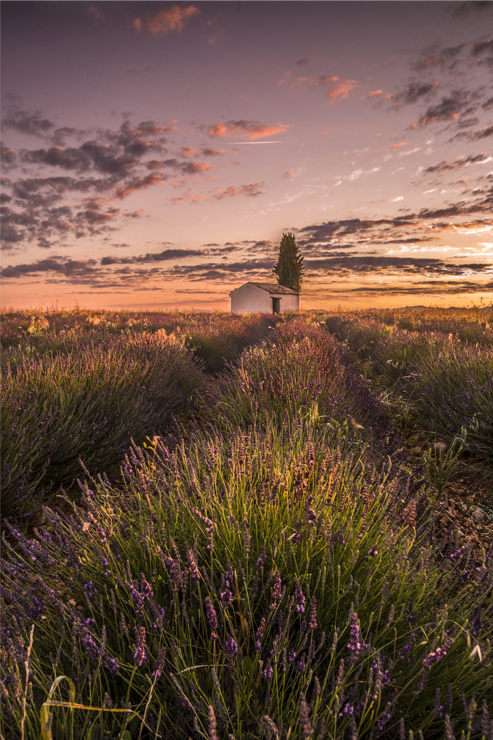 Sonnenaufgang Valensole, Frankreich