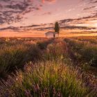 Sonnenaufgang Valensole, Frankreich