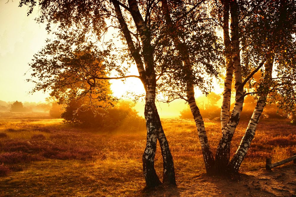 Sonnenaufgang Westruper Heide in Haltern am See (Kreis RE)