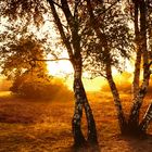 Sonnenaufgang Westruper Heide in Haltern am See (Kreis RE)