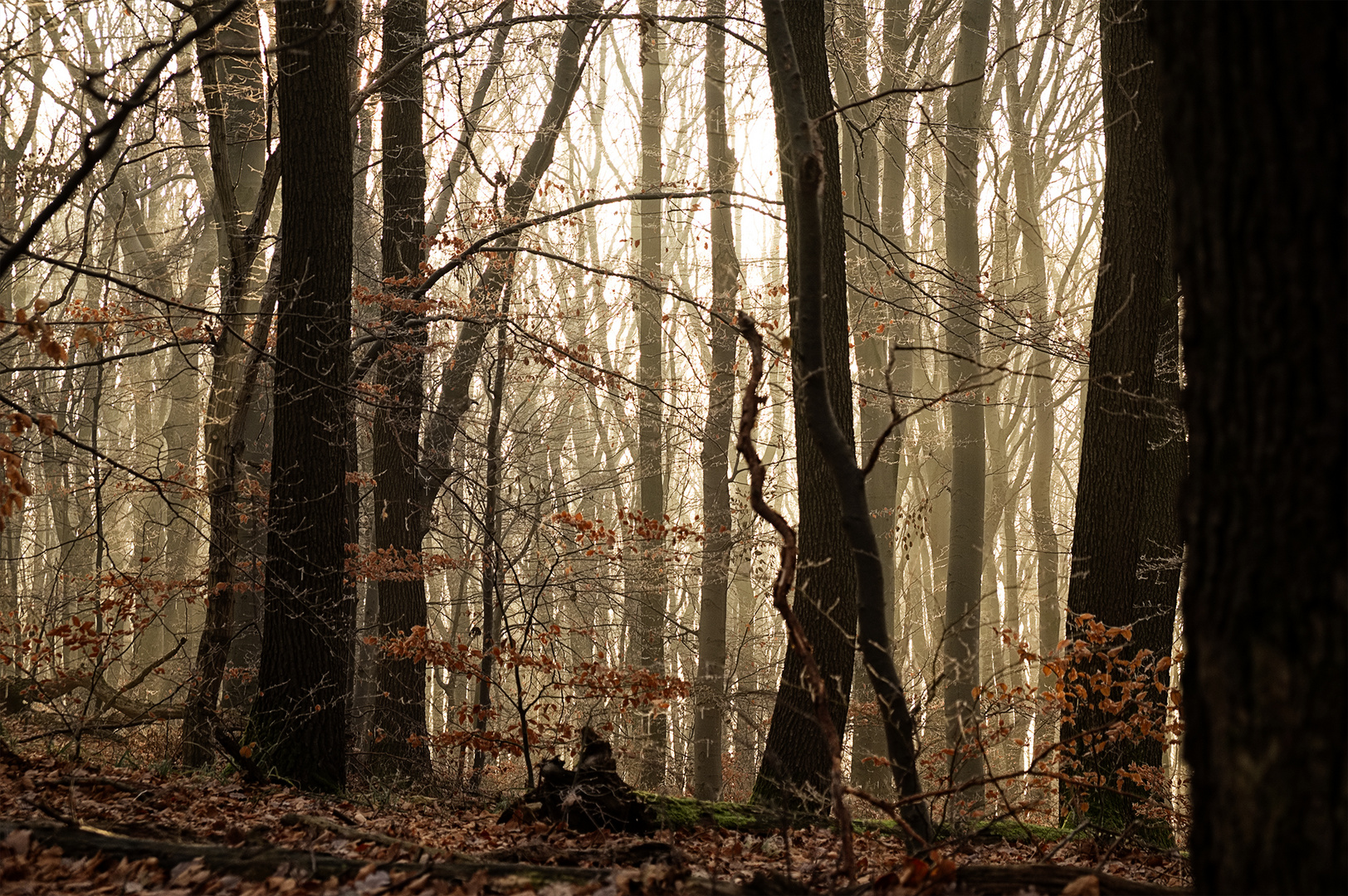 Sonnenaufgang-Wienerwald