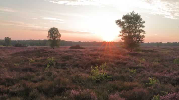 Sonnenaufgang zur Heideblüte