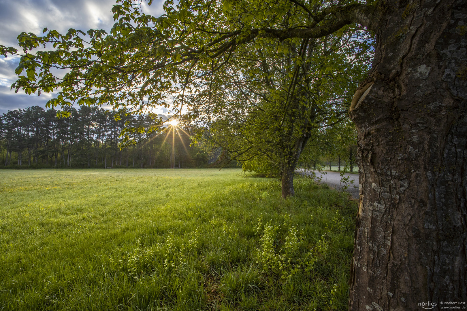 Sonnenaufgang zwischen den Bäumen