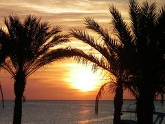 Sonnenaufgang zwischen Palmen