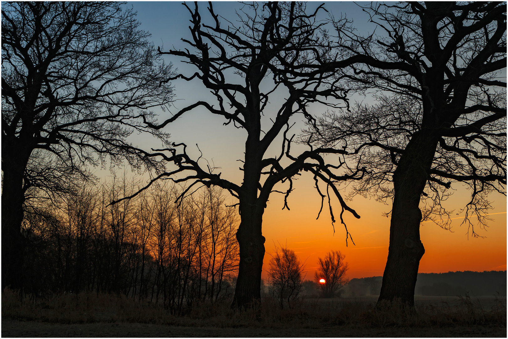 _Sonnenaufgang_hinter_Eichen_ 