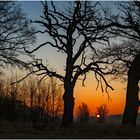 _Sonnenaufgang_hinter_Eichen_ 