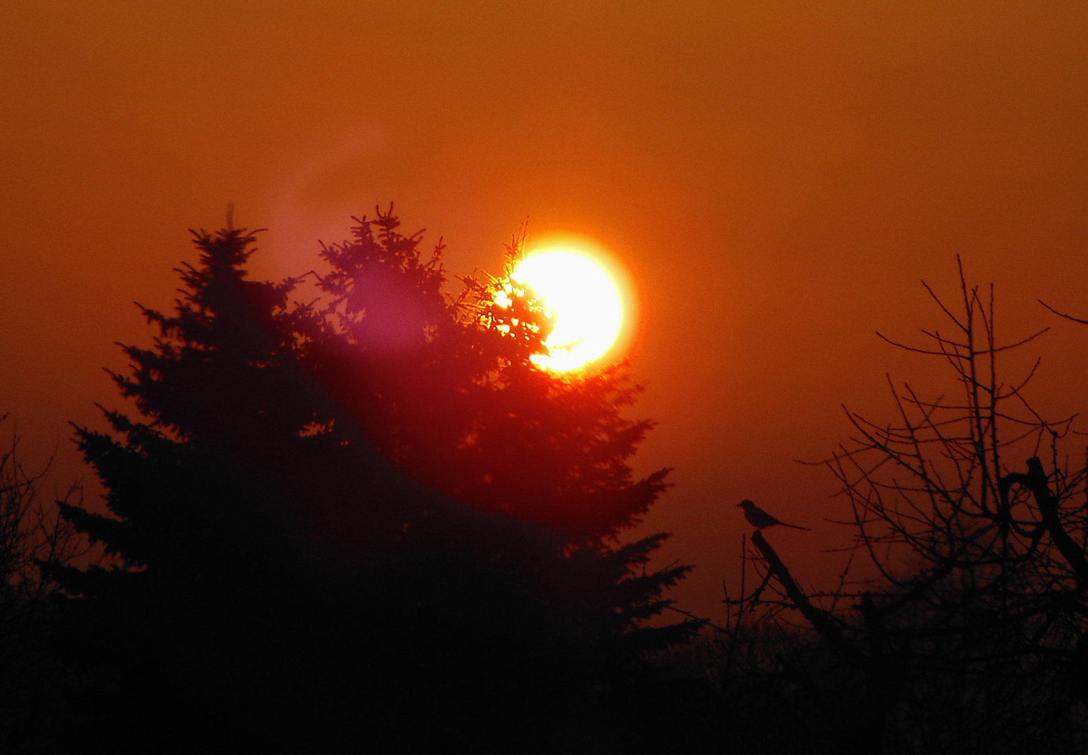 Sonnenaufgangs Beobachter