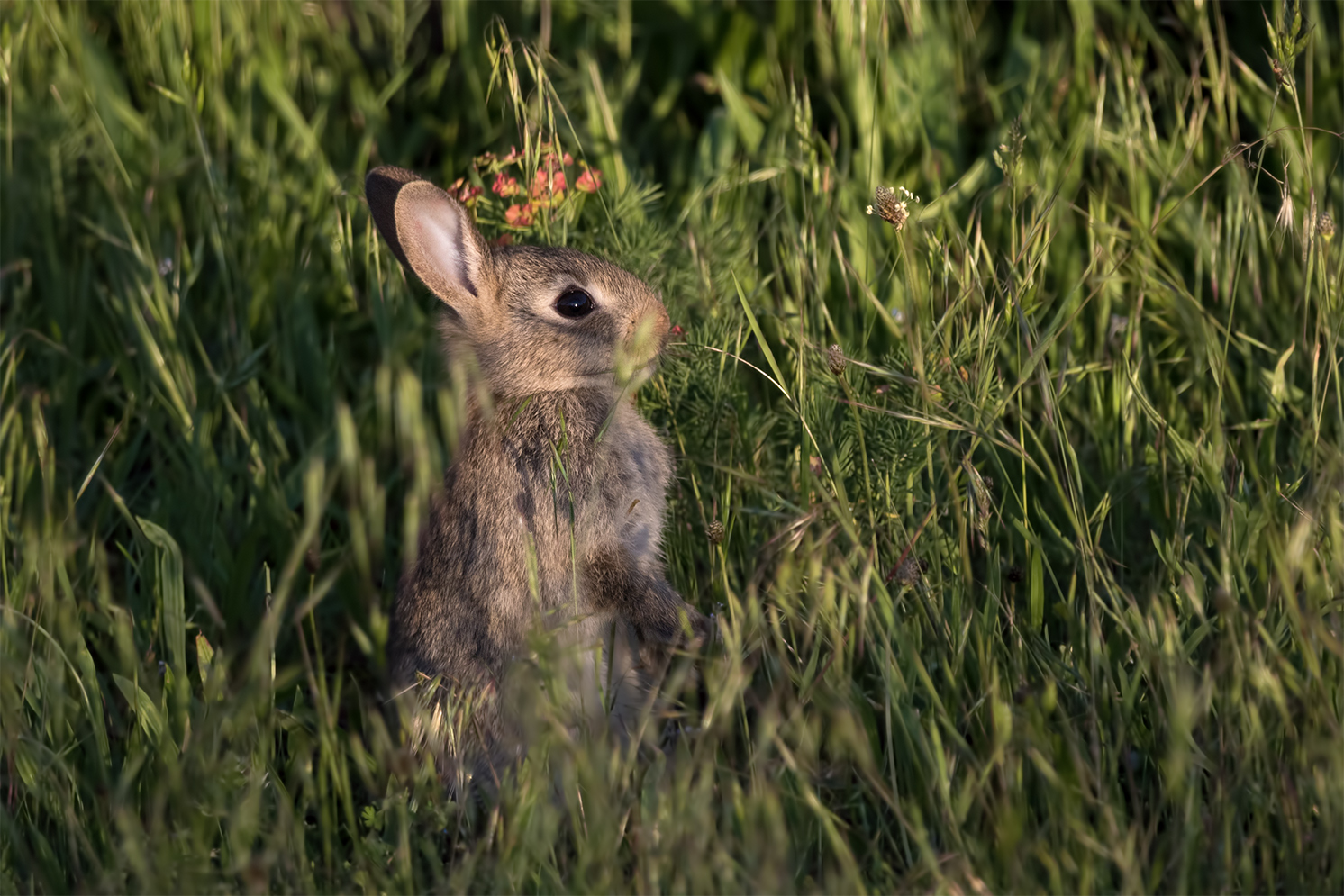 Sonnenaufgangs-Hase ...