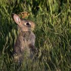 Sonnenaufgangs-Hase ...