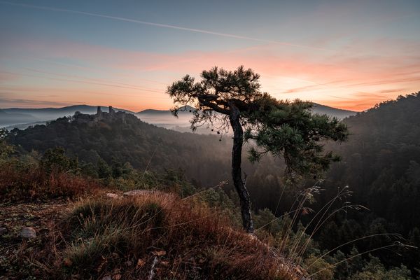Sonnenaufgangs-Wetterkiefer