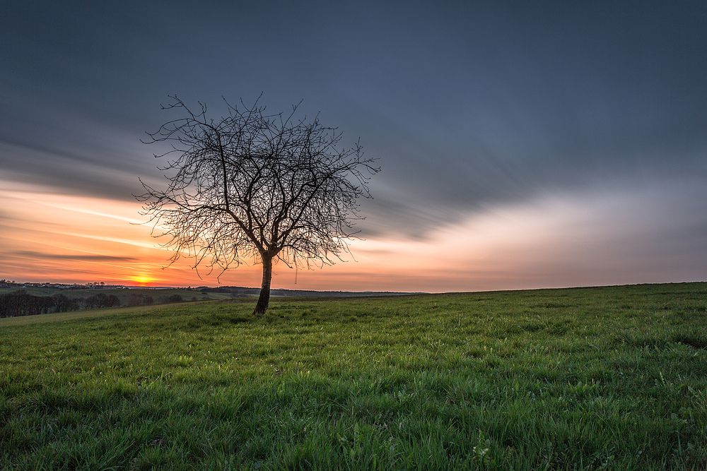 Sonnenaufgangsbaum