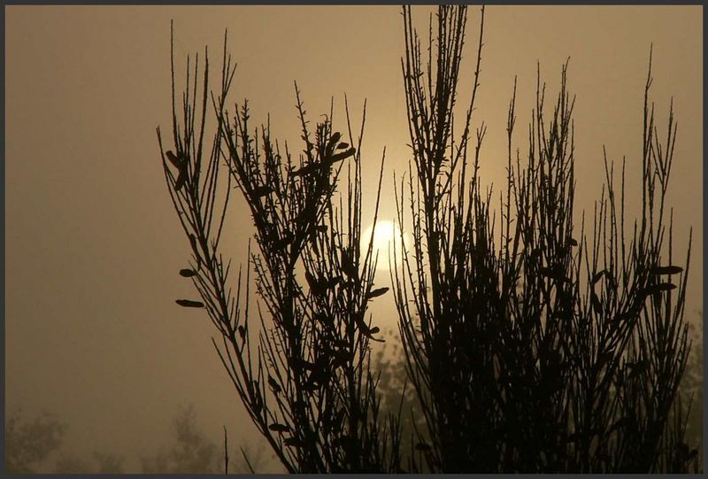 Sonnenaufgangsnebelmorgenstimmung