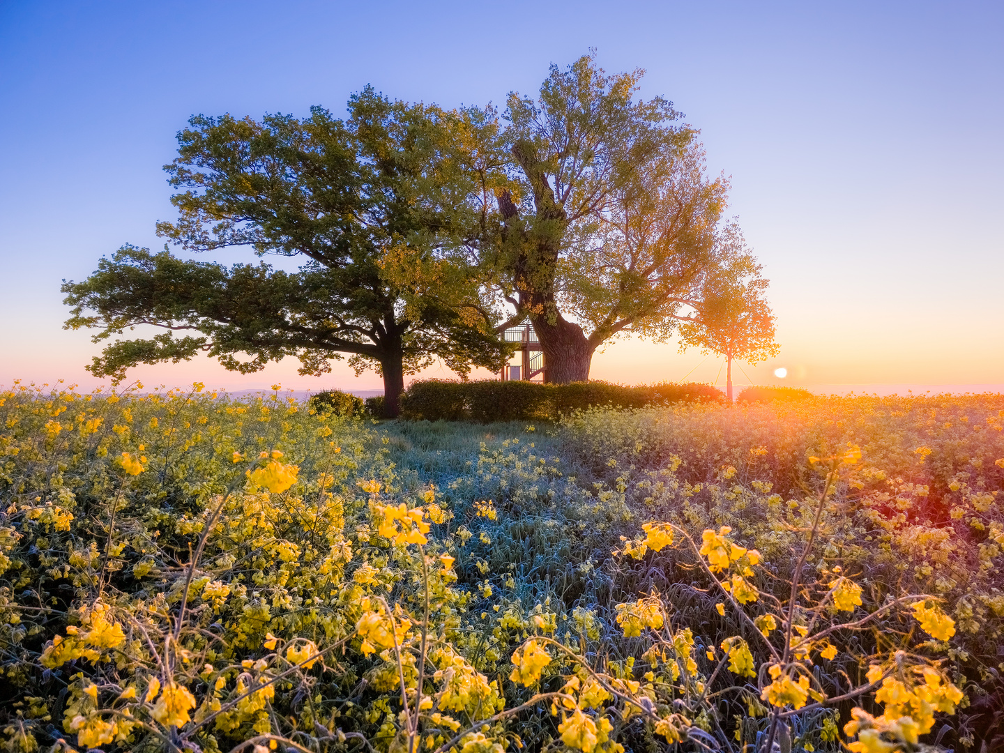 Sonnenaufgangsromantik im Frühling. 