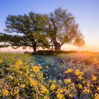 Sonnenaufgangsromantik im Frühling. 