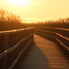 Sonnenaufgangsstimmung am Federsee