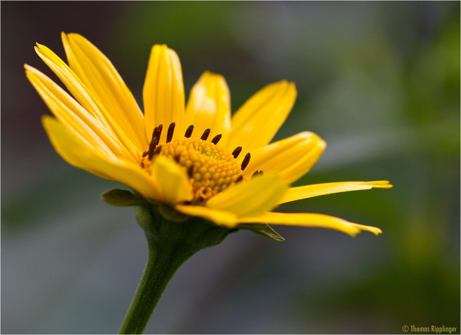 Sonnenauge (Heliopsis).