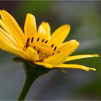 Sonnenauge (Heliopsis).