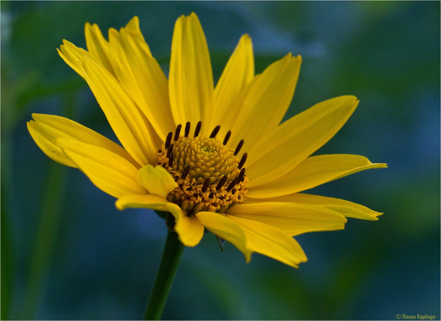 Sonnenauge (Heliopsis)..