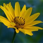 Sonnenauge (Heliopsis)..