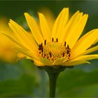 Sonnenauge (Heliopsis)..