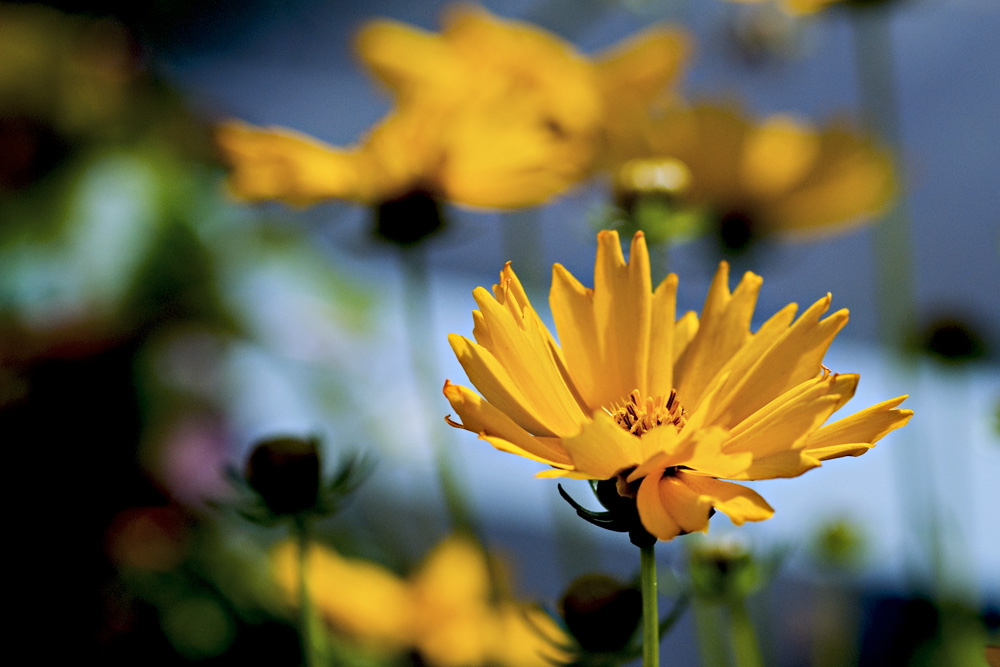 Sonnenauge (Heliopsis)