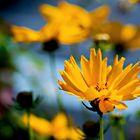 Sonnenauge (Heliopsis)