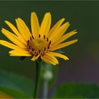 Sonnenauge (Heliopsis)