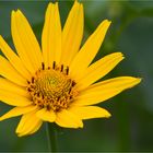 Sonnenauge (Heliopsis).