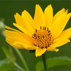 Sonnenauge (Heliopsis)...