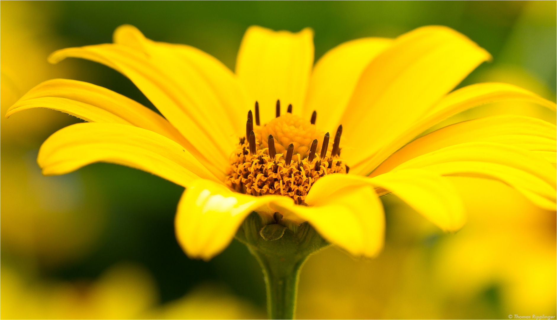 Sonnenauge (Heliopsis helianthoides)