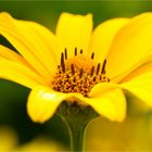 Sonnenauge (Heliopsis helianthoides)